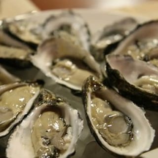 Oysters