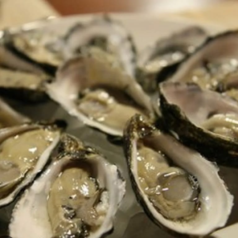 Delicious Oysters Await You